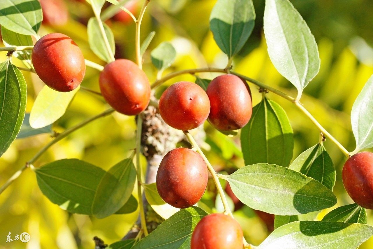 红枣的禁忌与副作用,红枣的禁忌与副作用有哪些