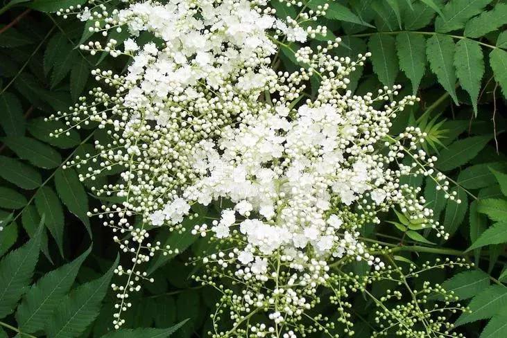 适合做盆景的梅花品种有哪些,梅花十大稀有品种哪种梅花最珍贵