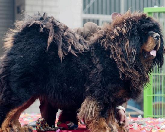 犬种百科之博美犬,犬种百科之阿拉斯加犬