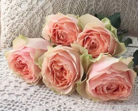 貌美不一定是美,貌美如花呢