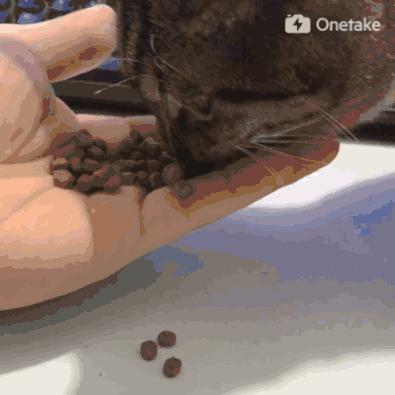 成年猫粮福摩,福摩绿猫粮