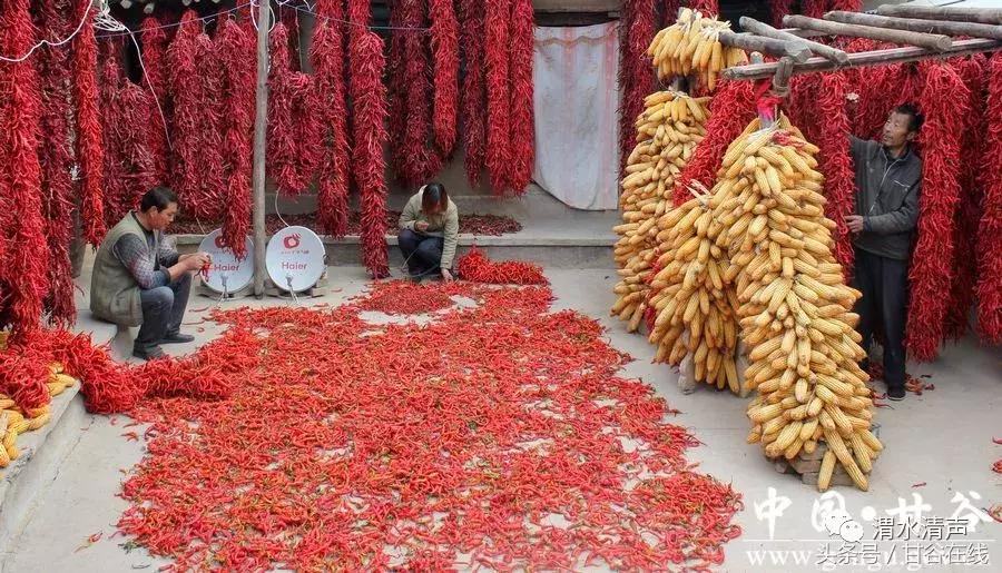 正宗的甘谷辣椒,甘谷七寸红辣椒