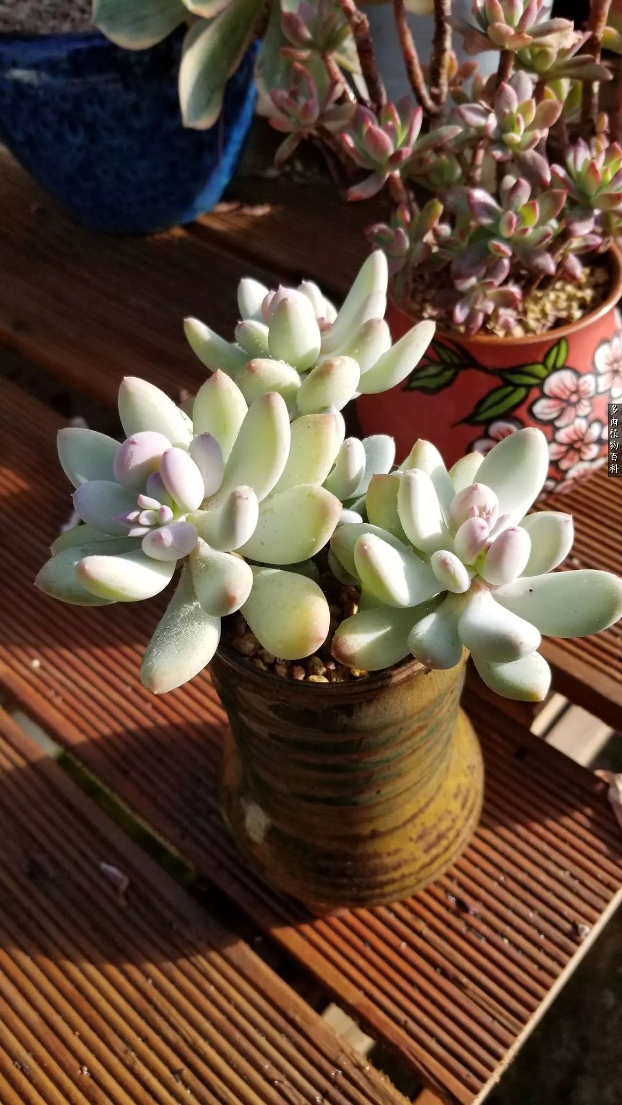 多肉如何养才不损耗杆子的养分,多肉养护修根视频