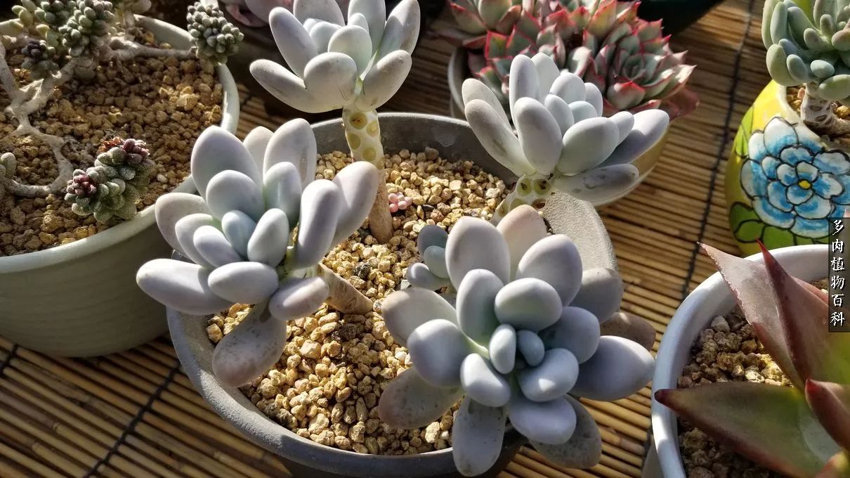 多肉如何养才不损耗杆子的养分,多肉养护修根视频