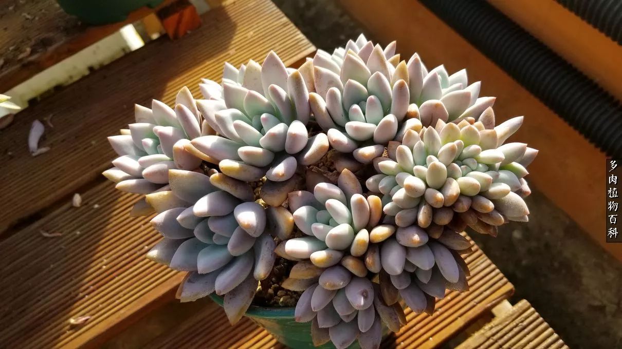 多肉如何养才不损耗杆子的养分,多肉养护修根视频