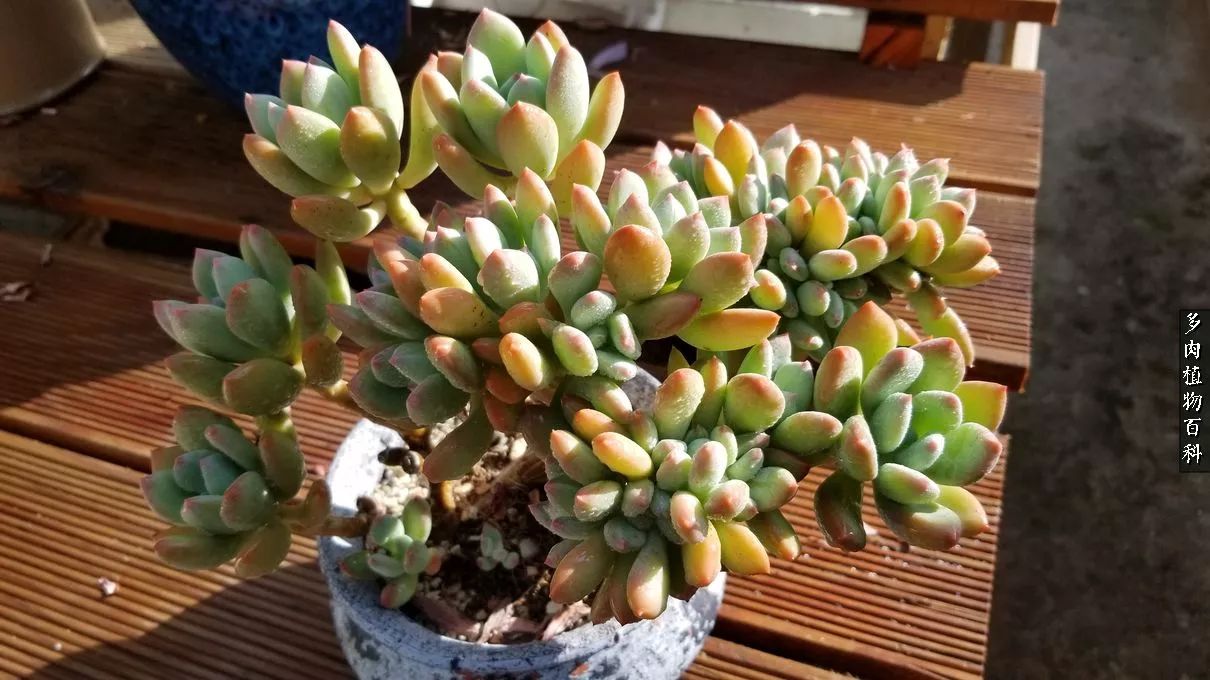 多肉如何养才不损耗杆子的养分,多肉养护修根视频