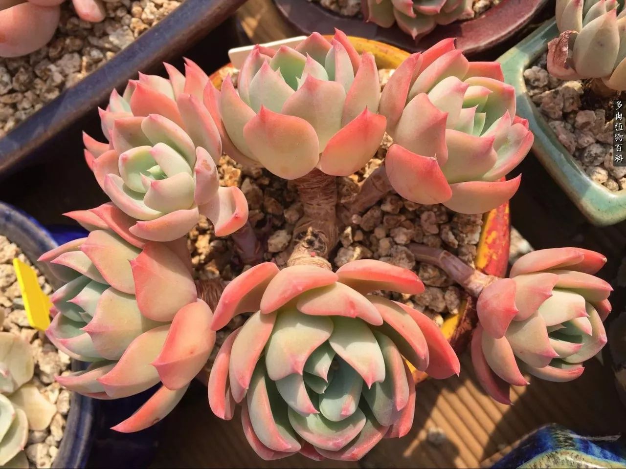 多肉如何养才不损耗杆子的养分,多肉养护修根视频