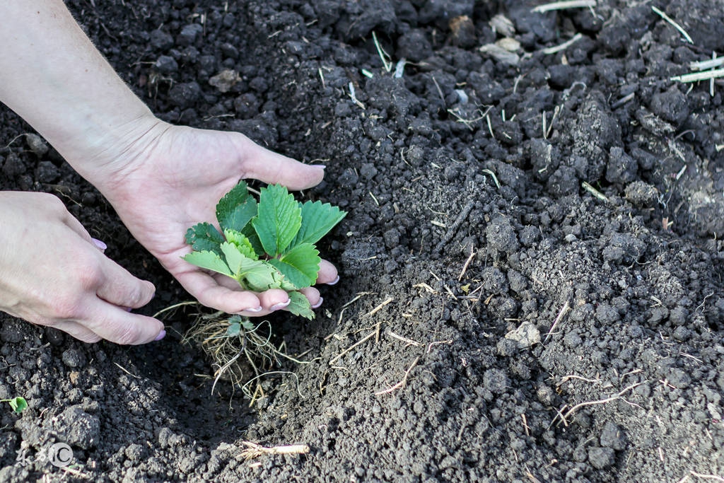 想种草莓没苗怎么办,想种草莓没技术怎么办