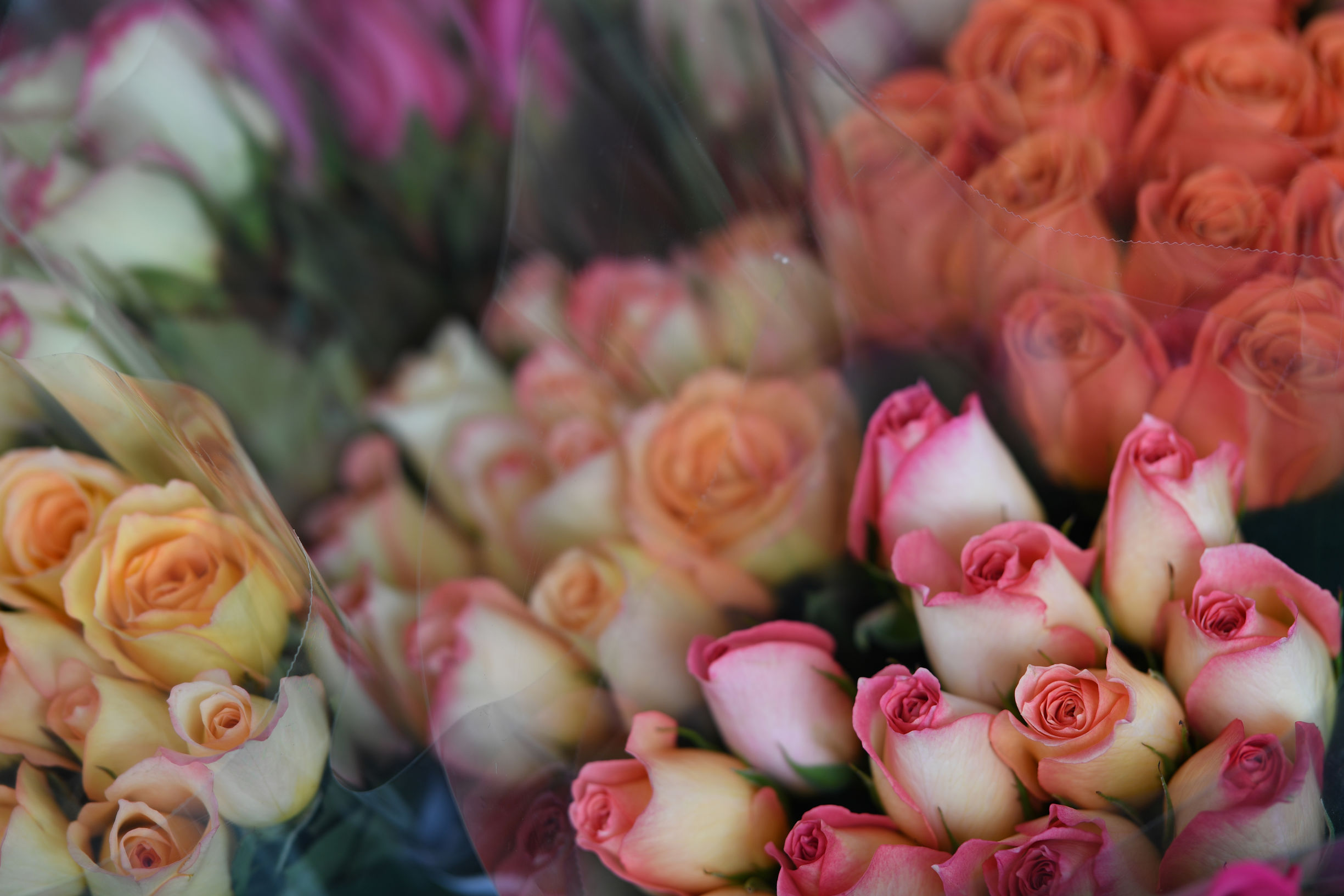 尼康尼克尔十佳镜头,尼康af-s尼克尔85mm1.8g拍摄展现