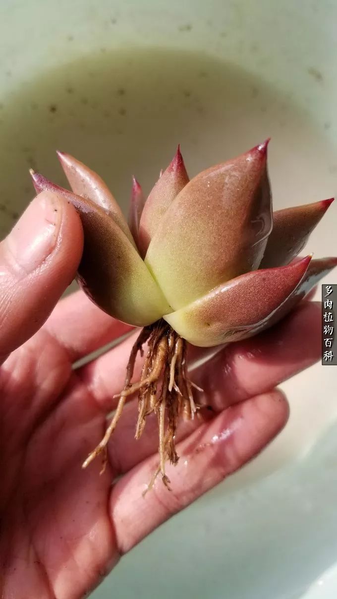 多肉如何养才不损耗杆子的养分,多肉养护修根视频