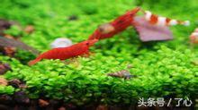 水晶虾的十大禁忌,水晶虾的最佳温度