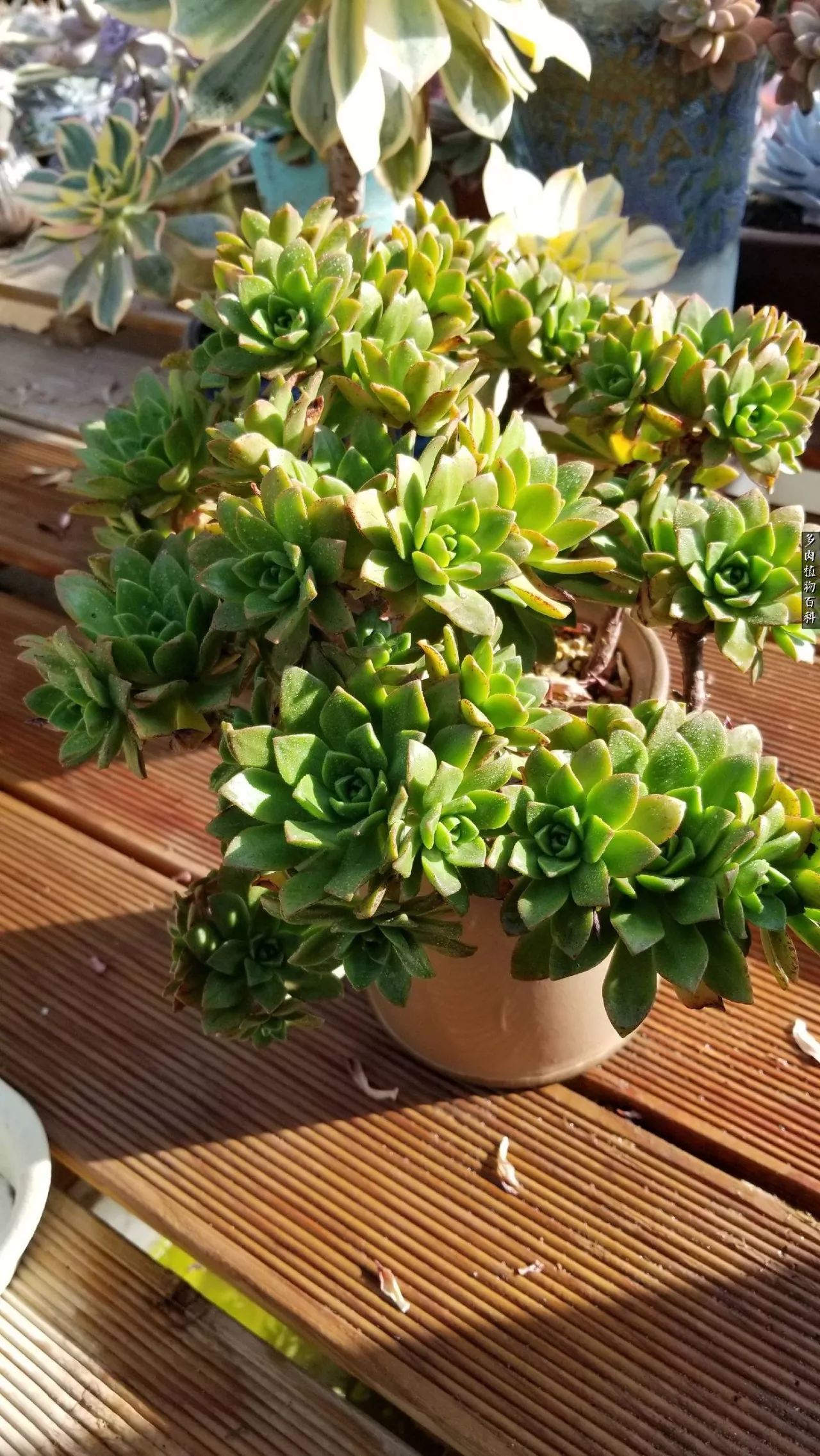 多肉如何养才不损耗杆子的养分,多肉养护修根视频