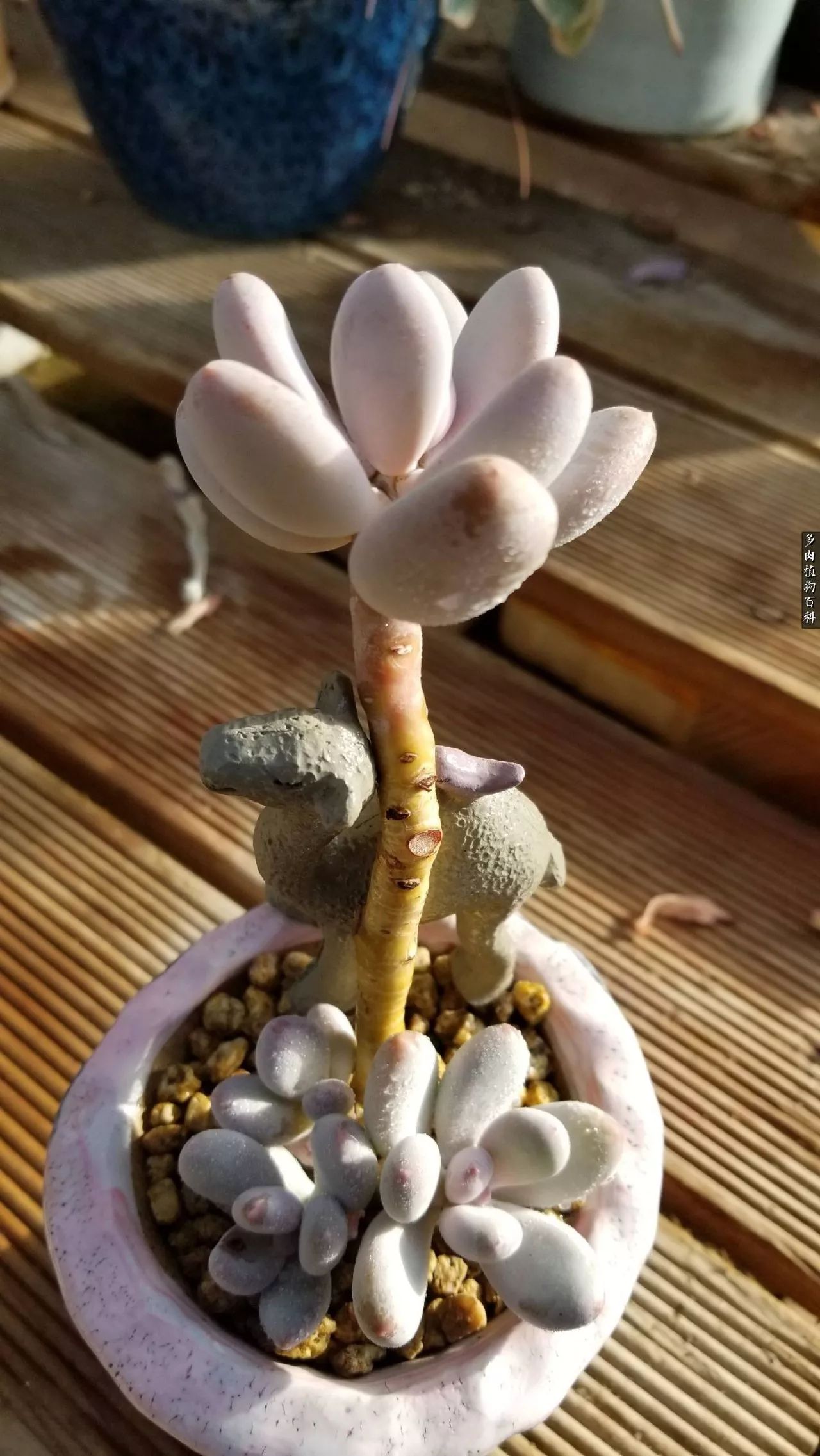 多肉如何养才不损耗杆子的养分,多肉养护修根视频