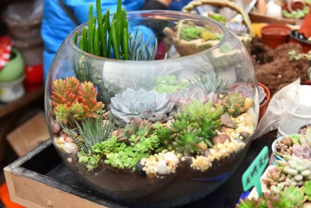 多肉植物有毒品种图片大全及名称,家庭养的多肉致癌吗