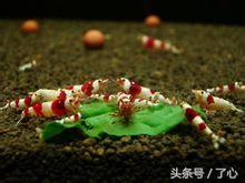 水晶虾的十大禁忌,水晶虾的最佳温度