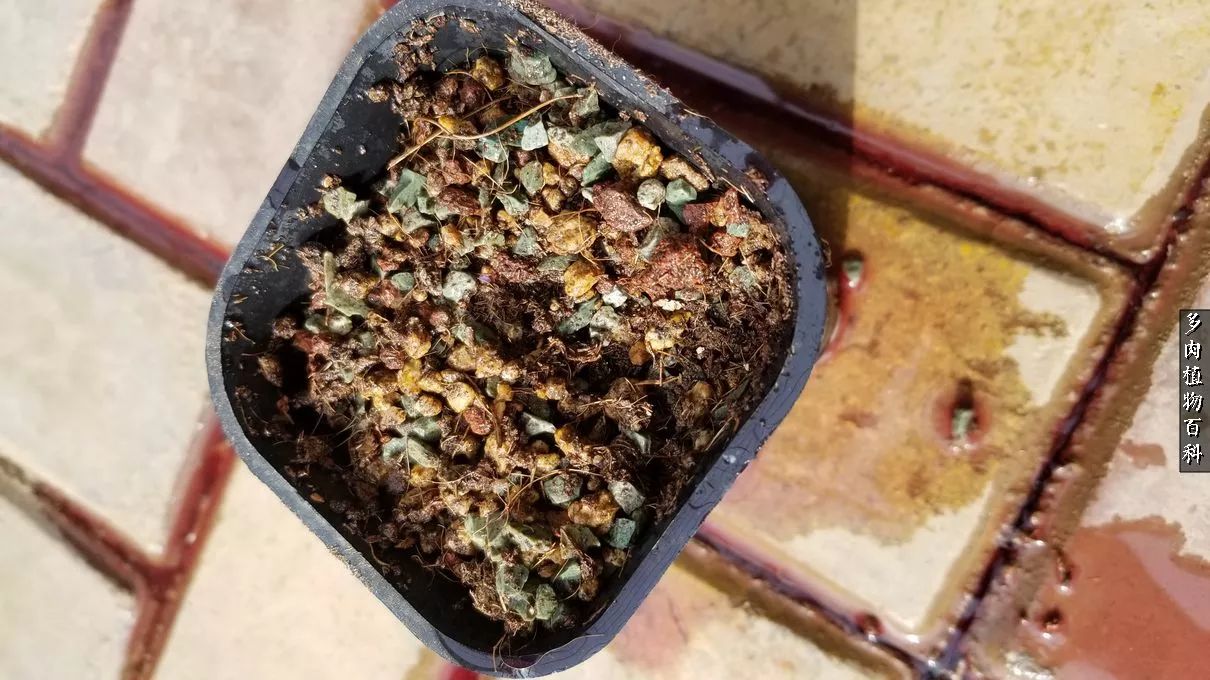 多肉如何养才不损耗杆子的养分,多肉养护修根视频