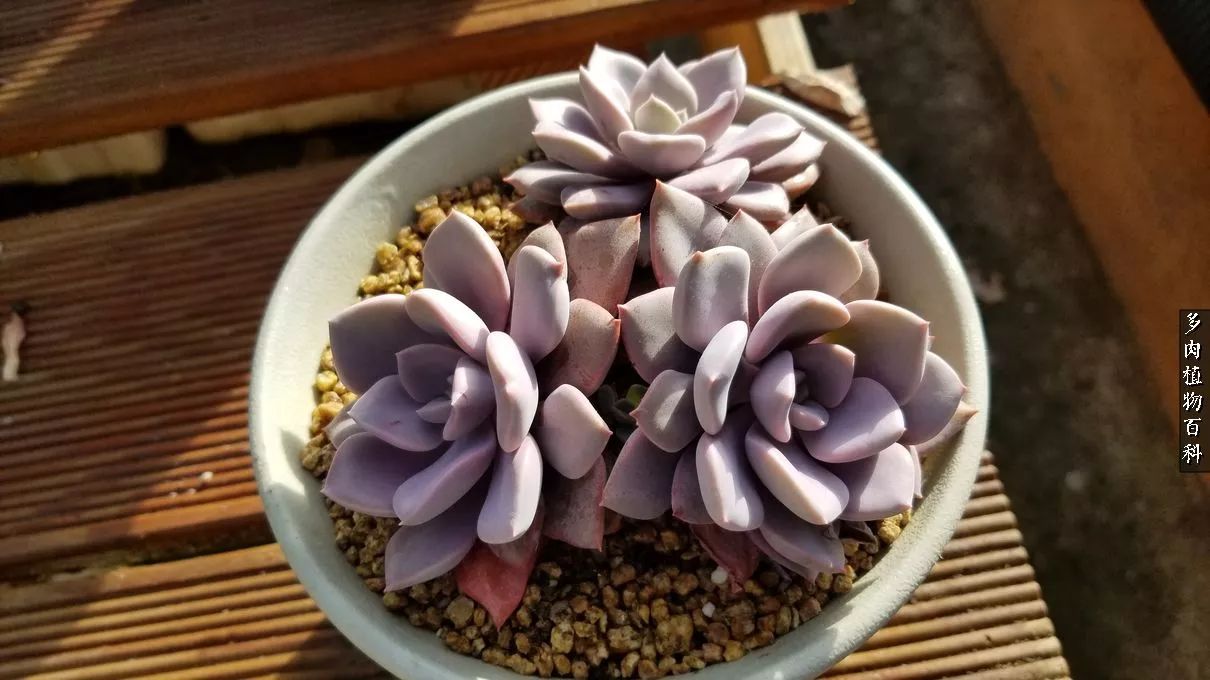 多肉如何养才不损耗杆子的养分,多肉养护修根视频