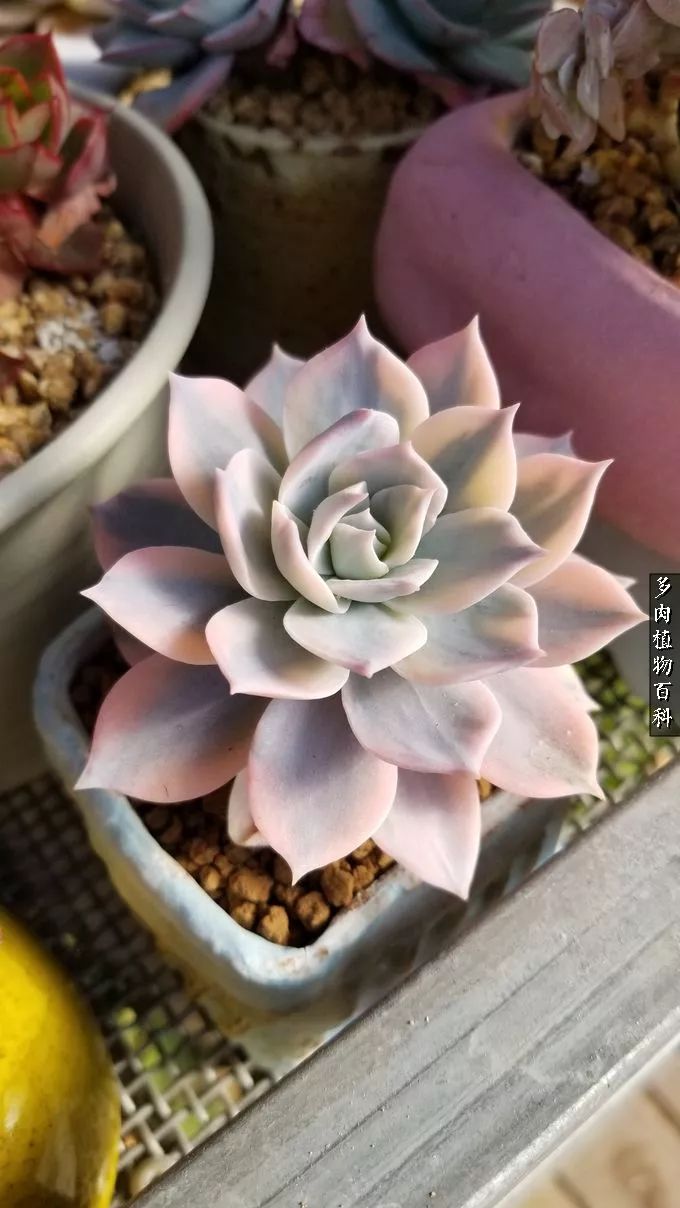 多肉如何养才不损耗杆子的养分,多肉养护修根视频