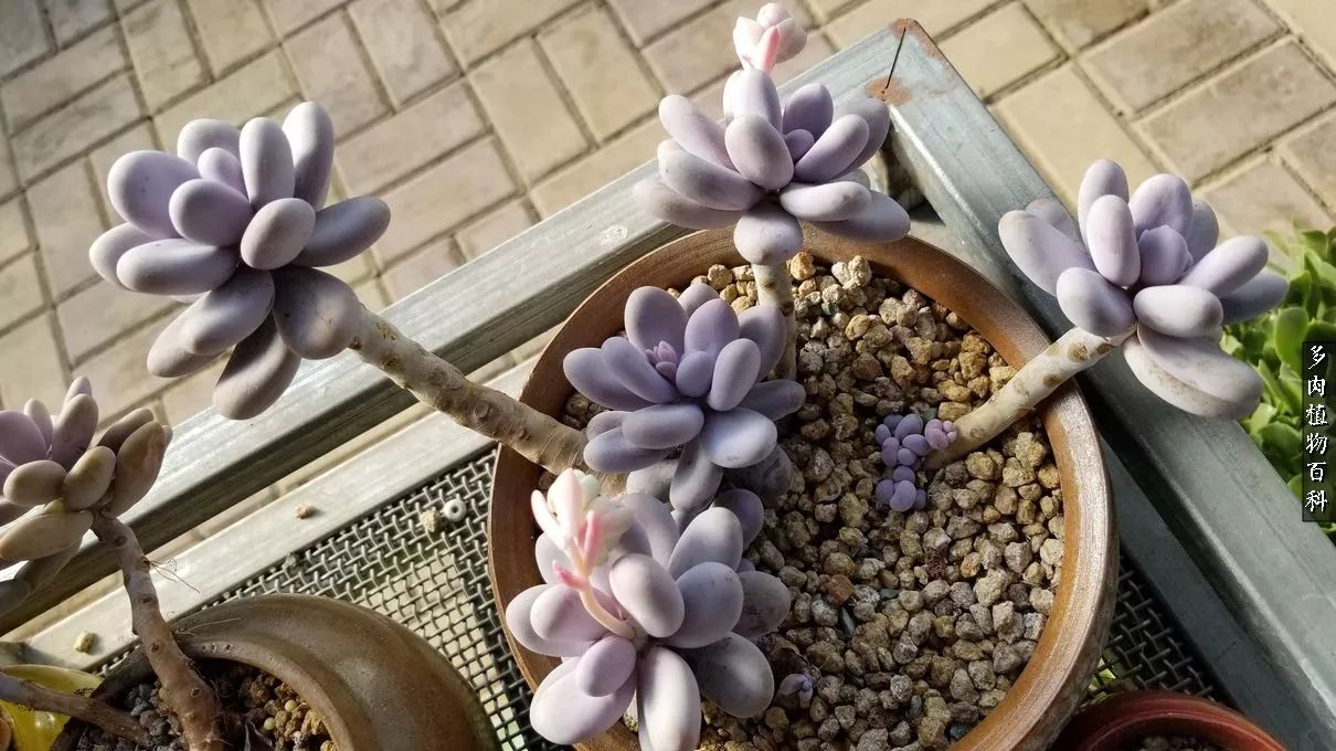 多肉如何养才不损耗杆子的养分,多肉养护修根视频