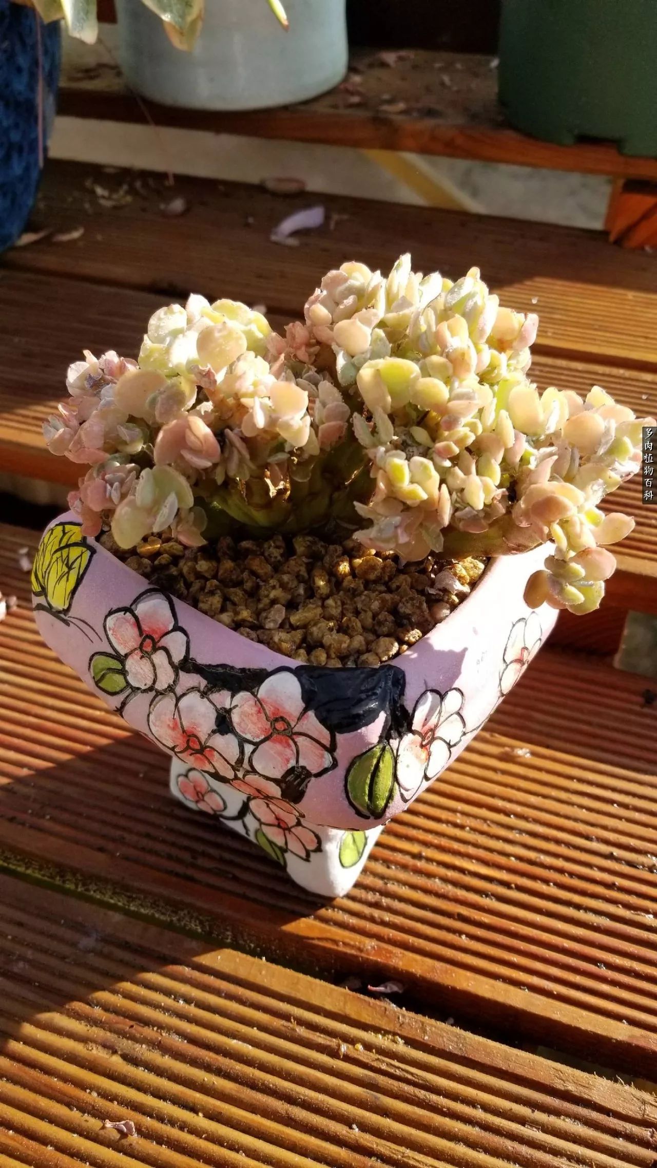 多肉如何养才不损耗杆子的养分,多肉养护修根视频