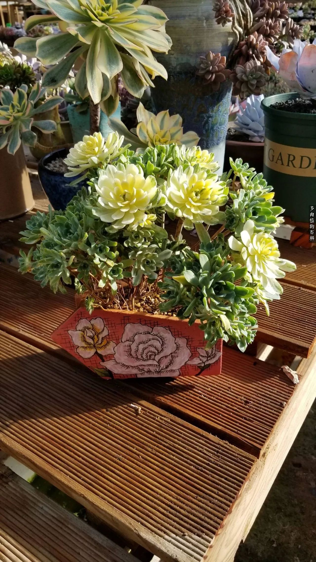 多肉如何养才不损耗杆子的养分,多肉养护修根视频