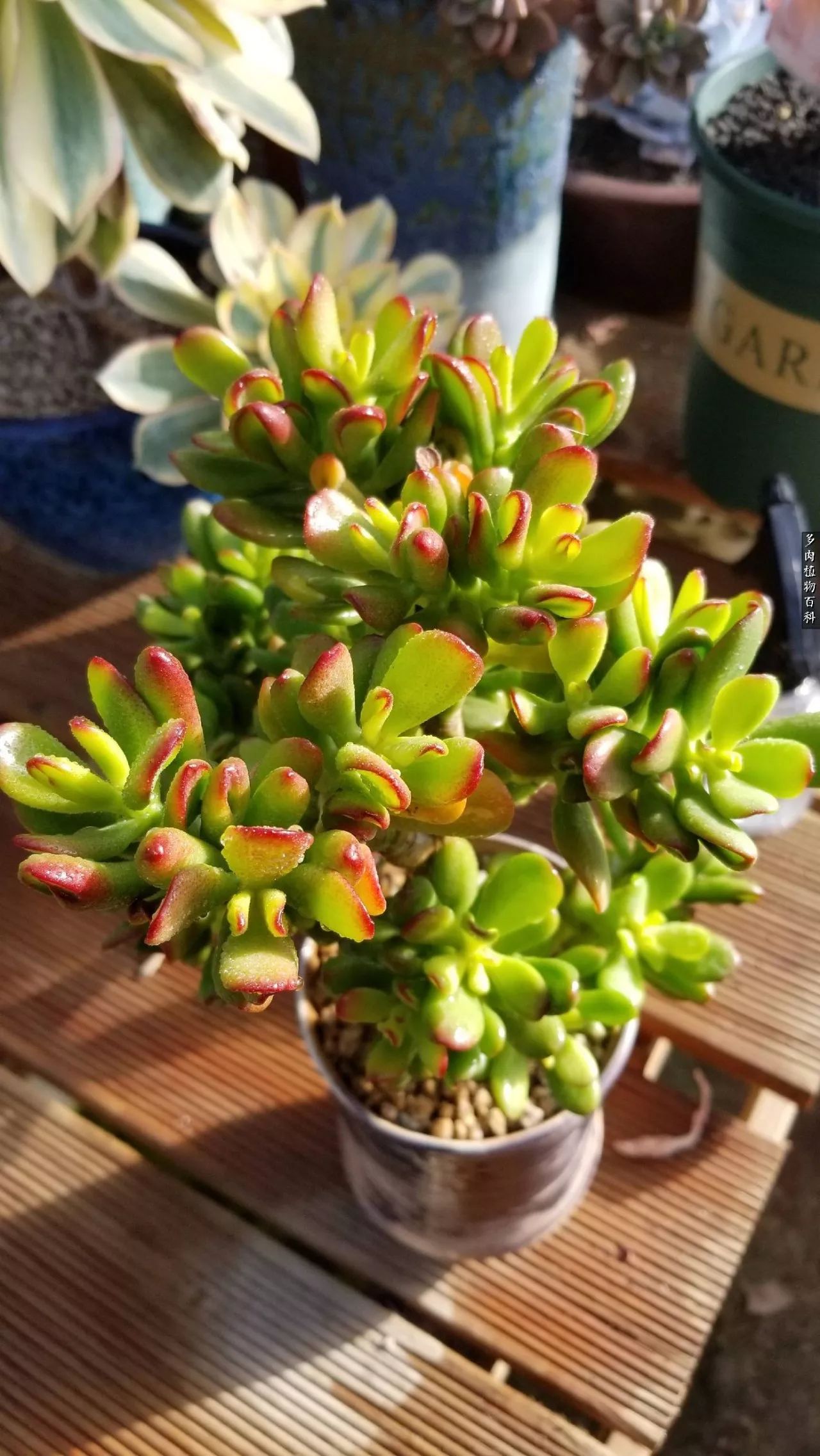 多肉如何养才不损耗杆子的养分,多肉养护修根视频