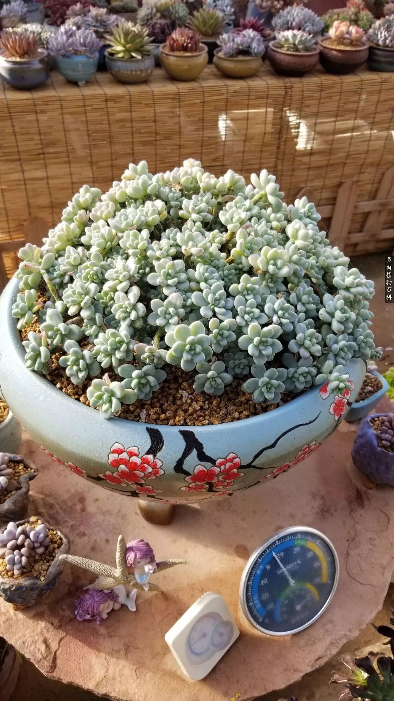 多肉如何养才不损耗杆子的养分,多肉养护修根视频