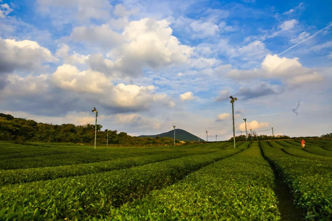 去济州岛可以买些什么回来,济州岛玩乐全攻略