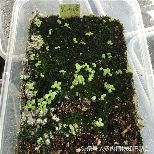 多肉植物结种子了！浅谈多肉种子分辨小窍门