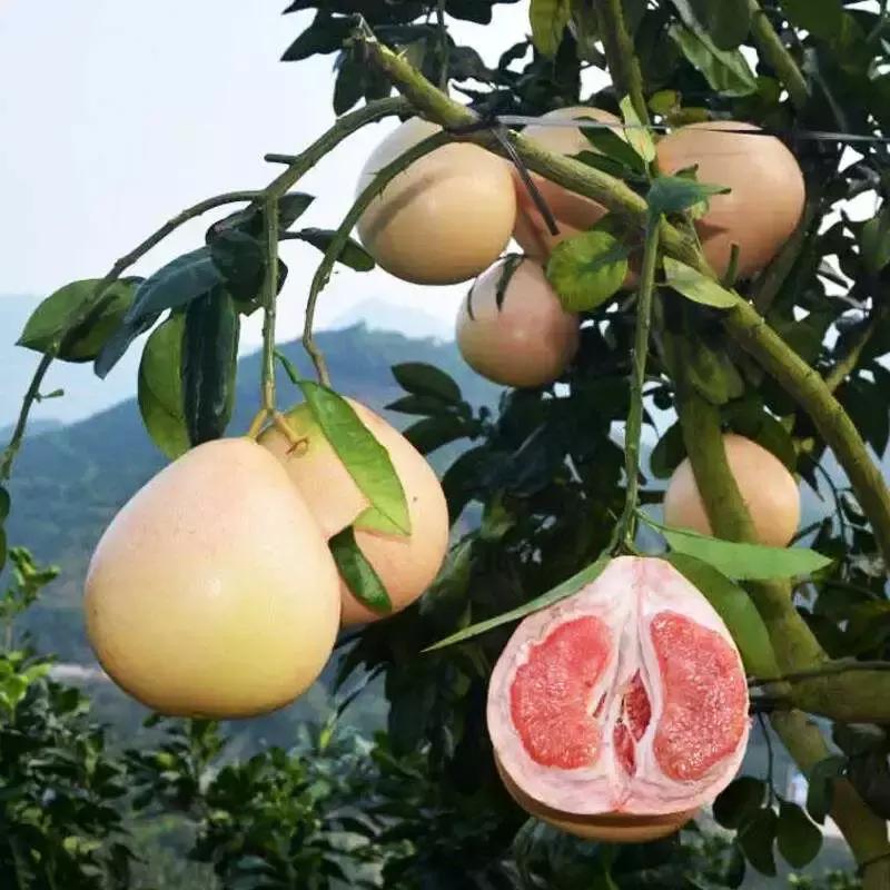 浙江采摘瓜果亲子游方案,金华采摘游最强攻略