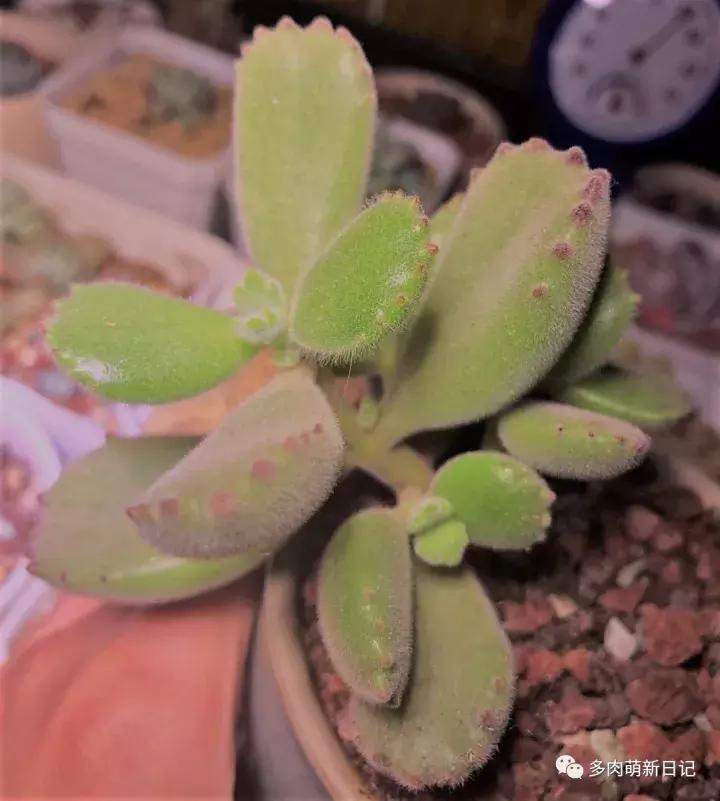 像熊爪子一样的多肉,多肉观察日记100字以上