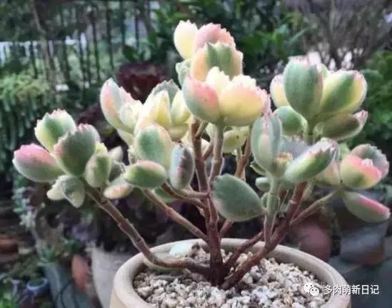像熊爪子一样的多肉,多肉观察日记100字以上