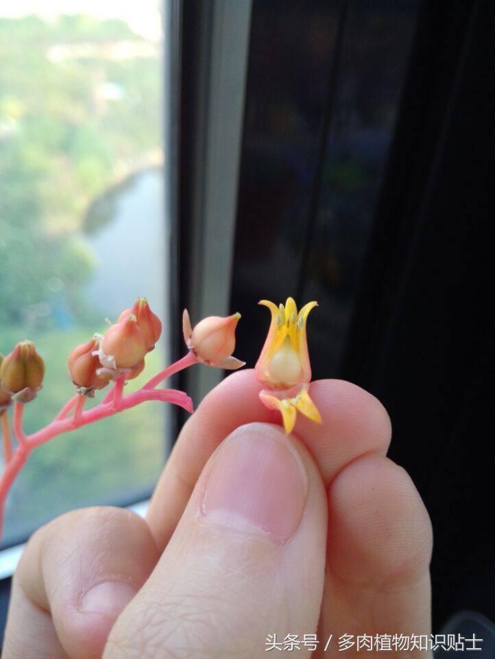 多肉植物结种子了！浅谈多肉种子分辨小窍门