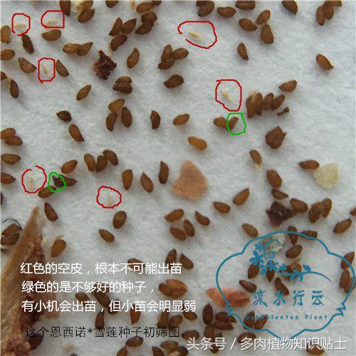 多肉植物结种子了！浅谈多肉种子分辨小窍门