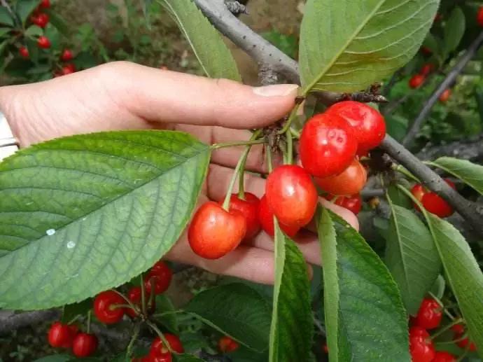 浙江采摘瓜果亲子游方案,金华采摘游最强攻略