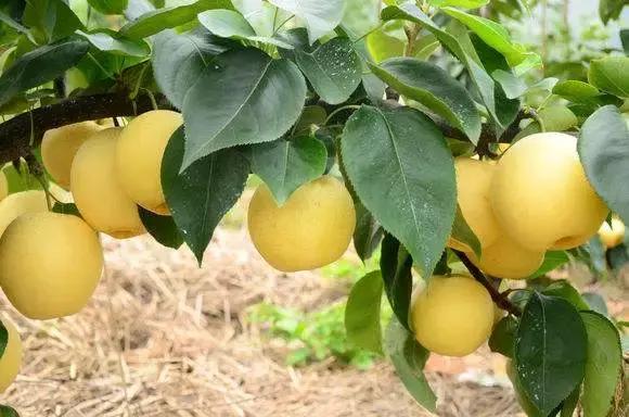 浙江采摘瓜果亲子游方案,金华采摘游最强攻略