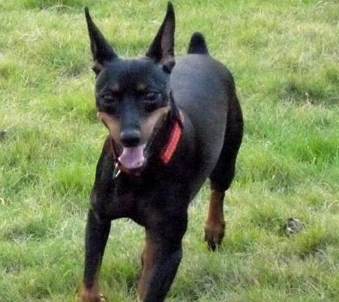 如何判定小鹿犬好坏,小鹿犬怎么挑选一只纯的