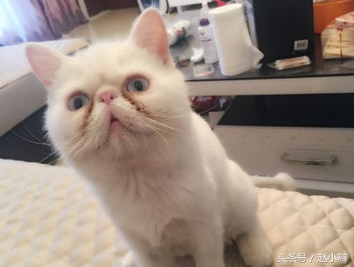 猫咪泪痕重眼屎多怎么治疗,猫有泪痕眼屎怎么治疗