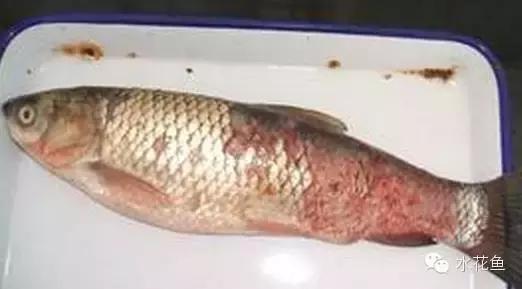 低温鱼病,如何做好夏秋季鱼病防治工作