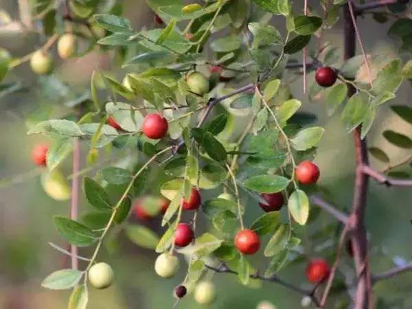 药食同源能长期吃吗,大枣生吃和熟吃哪个效果好