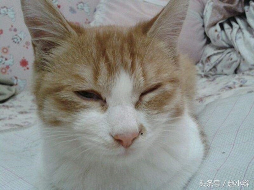 猫咪泪痕重眼屎多怎么治疗,猫有泪痕眼屎怎么治疗