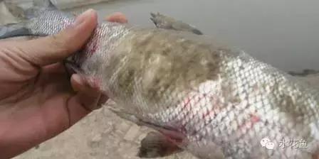 低温鱼病,如何做好夏秋季鱼病防治工作