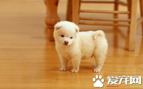 狗狗只呕吐不腹泻是胰腺炎吗,狗狗呕吐腹泻用什么药