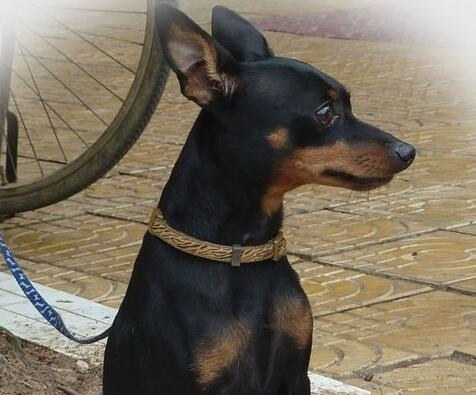 如何判定小鹿犬好坏,小鹿犬怎么挑选一只纯的