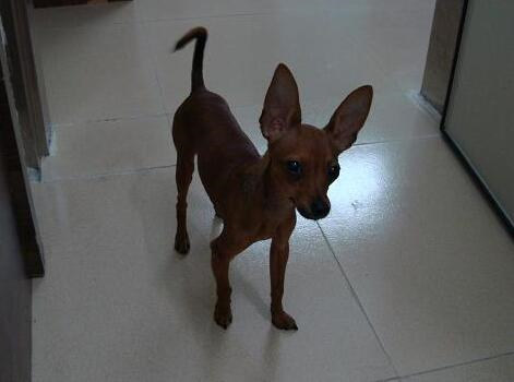 如何判定小鹿犬好坏,小鹿犬怎么挑选一只纯的