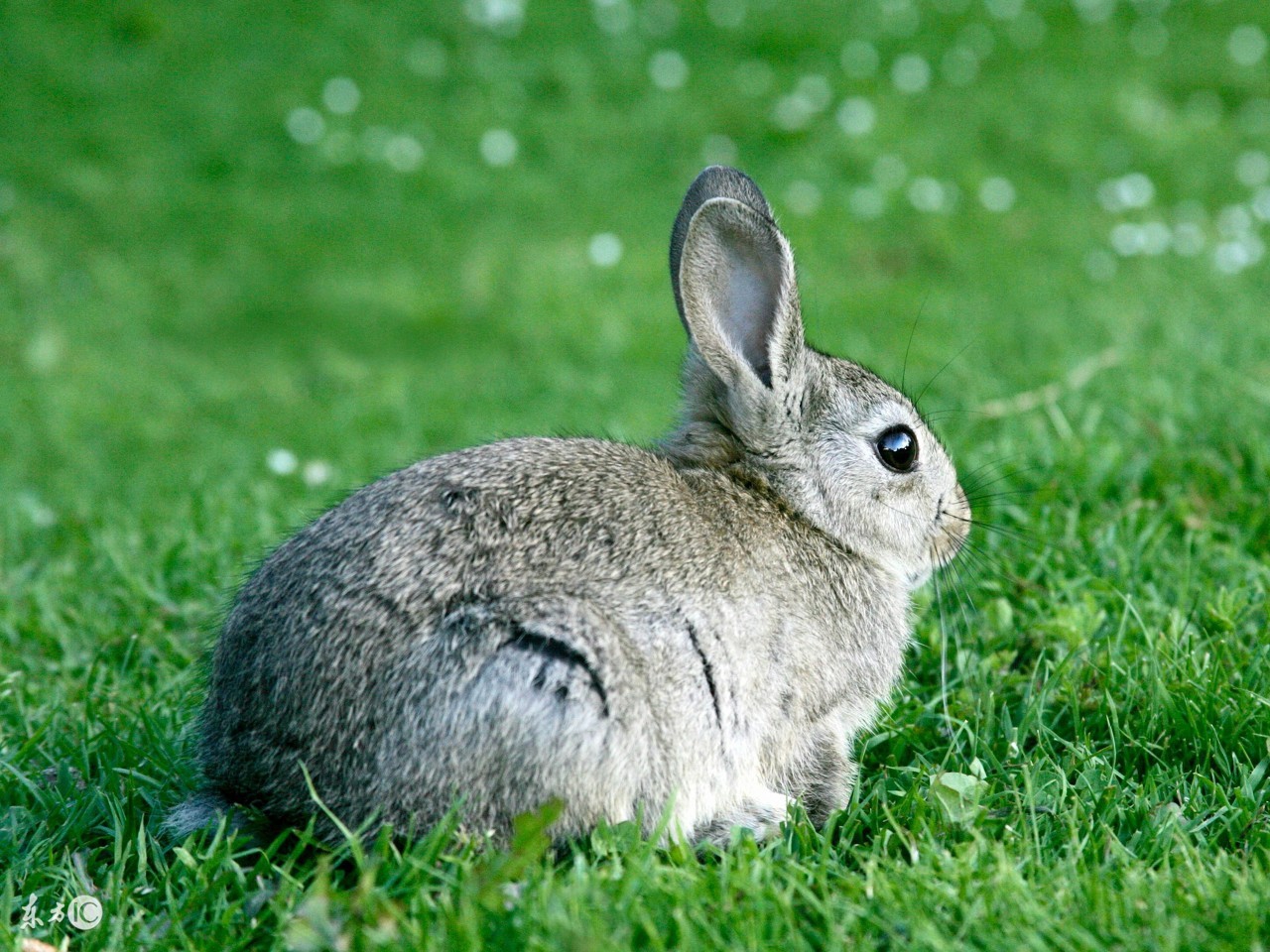 1000亩果园到底能赚多少钱,十亩果树一年有多大收益