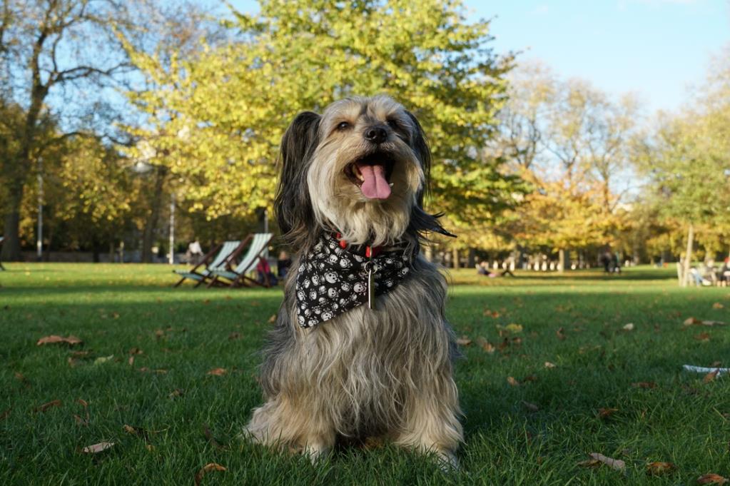 索尼e18135镜头,索尼轻便变焦镜头