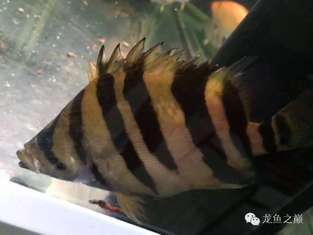 怎么让印尼虎变明虎,印尼虎挖煤视频
