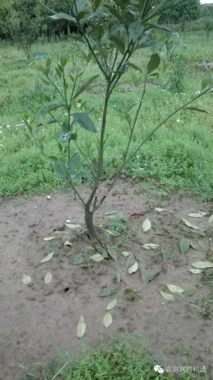 柑橘夏梢出现黄叶是什么原因,柑橘黄叶防治