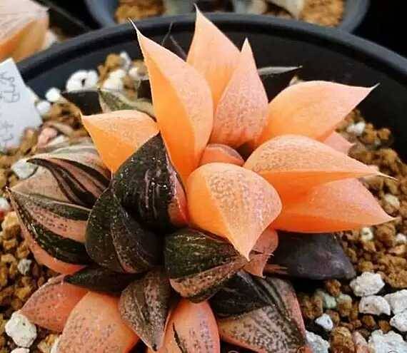 出锦的多肉叶插还会出锦吗,多肉出锦水培会退锦吗